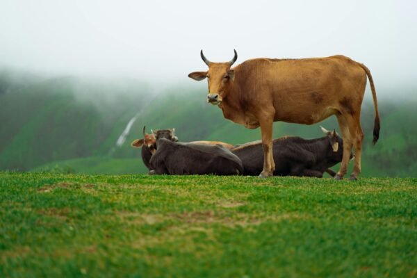 Sapi kurban siap disembelih di lapangan terbuka, simbol ibadah dan kebersamaan umat Muslim.