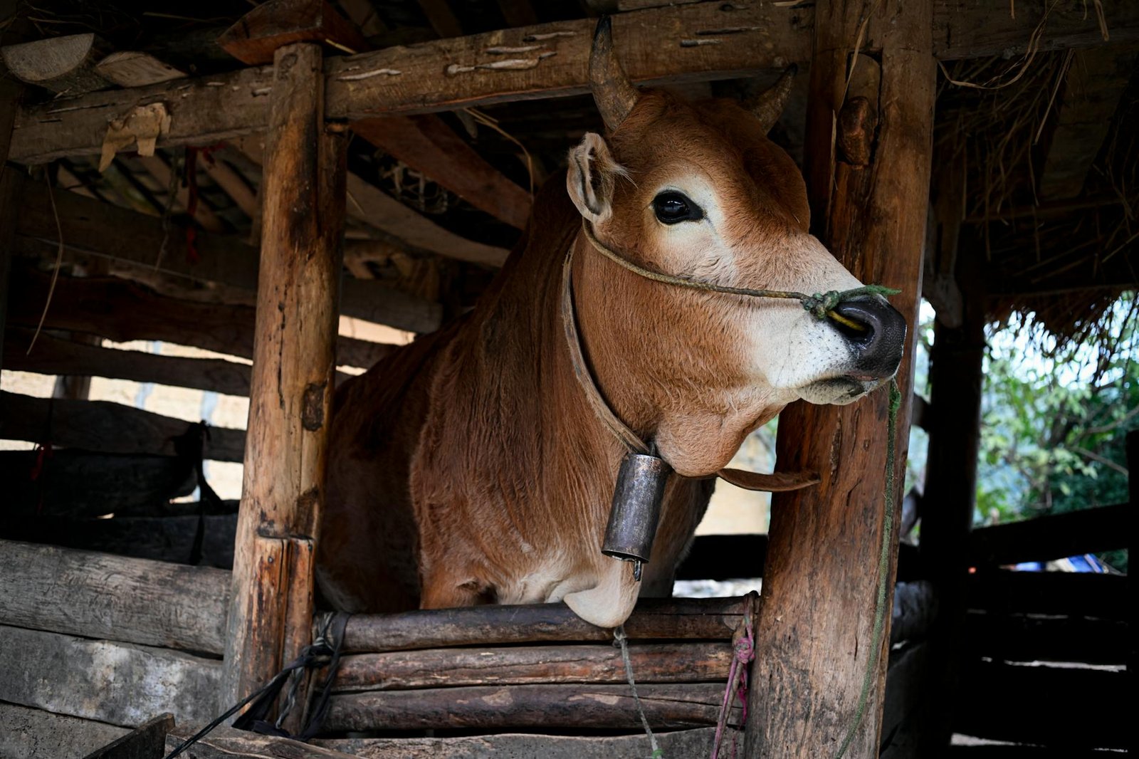 Sapi kurban siap disembelih di peternakan, simbol pengorbanan Idul Adha bagi umat Muslim