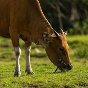 Paket kurban sapi lengkap dengan sertifikat, daging segar, dan layanan pengantaran ke rumah