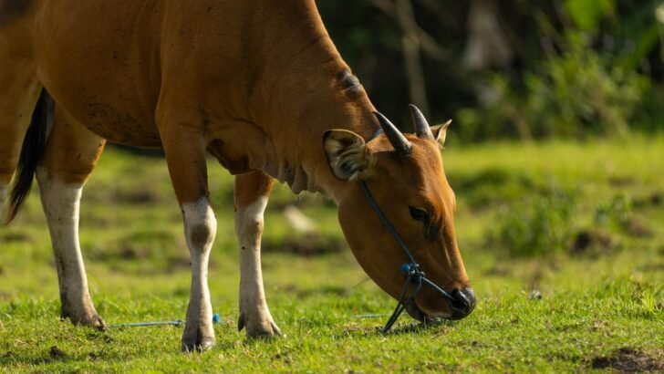 Paket kurban sapi lengkap dengan sertifikat, daging segar, dan layanan pengantaran ke rumah