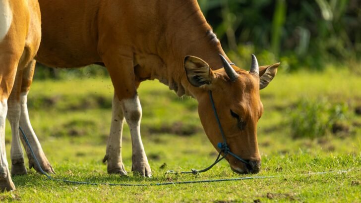Grafik menunjukkan perbandingan harga sapi kurban 2024 di pasar tradisional dan modern