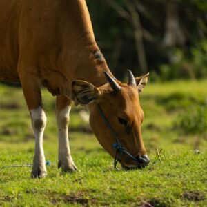 Paket kurban sapi lengkap dengan sertifikat halal, daging segar, dan layanan pengiriman cepat