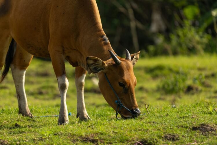 Paket kurban sapi lengkap dengan sertifikat halal, daging segar, dan layanan pengiriman cepat