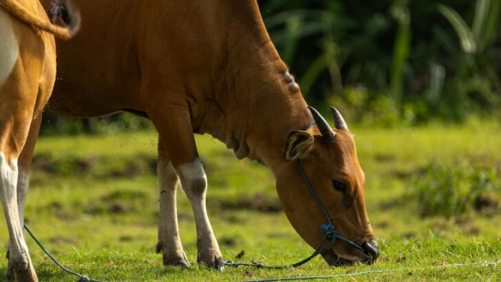 Paket kurban sapi lengkap dengan daging segar, layanan pengiriman, dan sertifikat halal