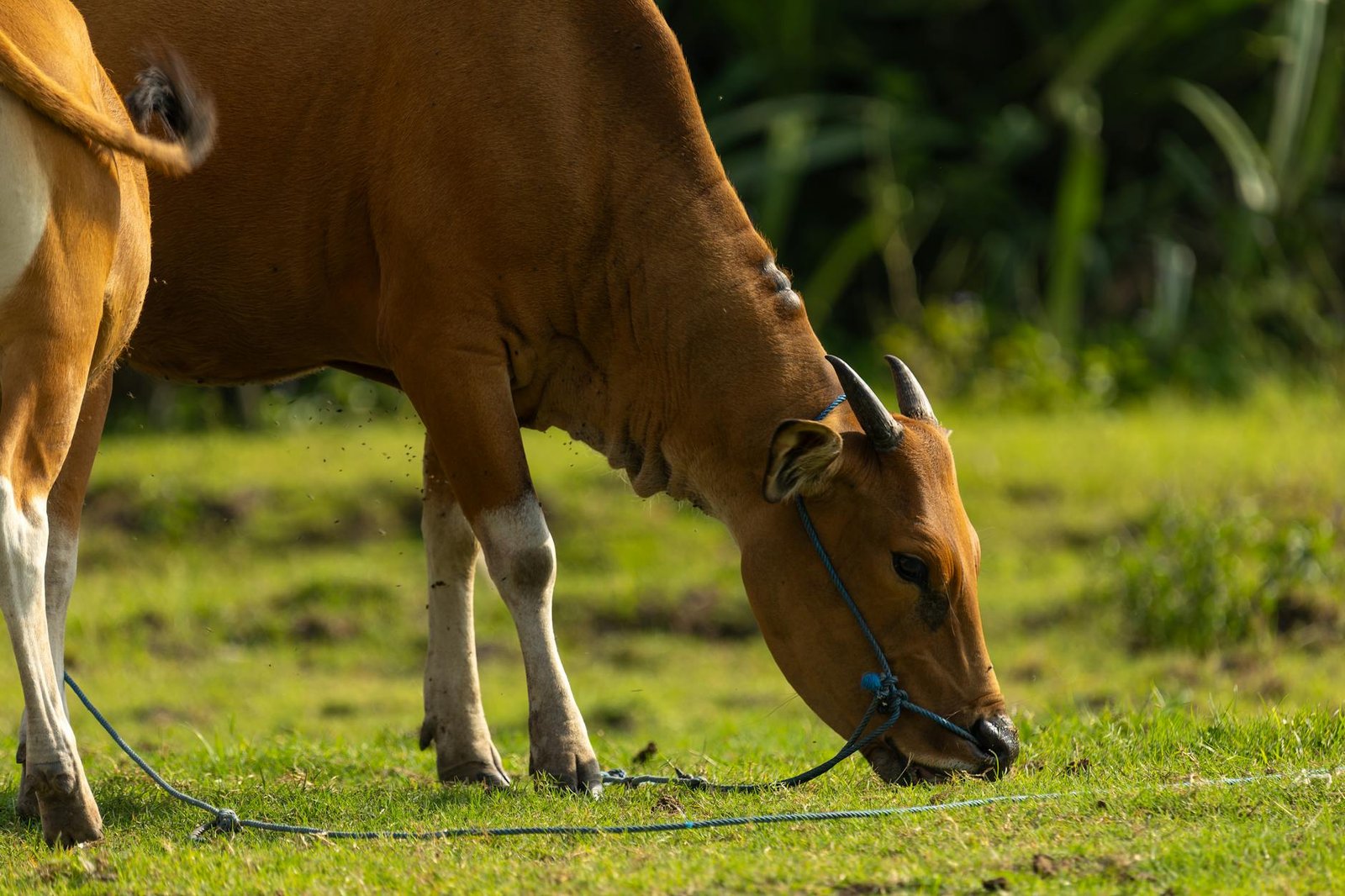 Paket kurban sapi lengkap dengan daging segar, layanan pengiriman, dan sertifikat halal