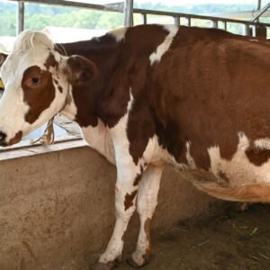 Sapi kurban murah dengan kualitas prima siap dijual untuk lebaran, lengkap dengan sertifikat halal