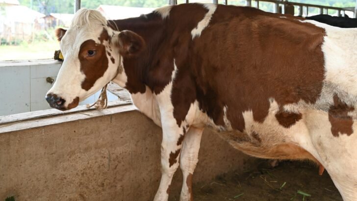 Sapi kurban murah dengan kualitas prima siap dijual untuk lebaran, lengkap dengan sertifikat halal