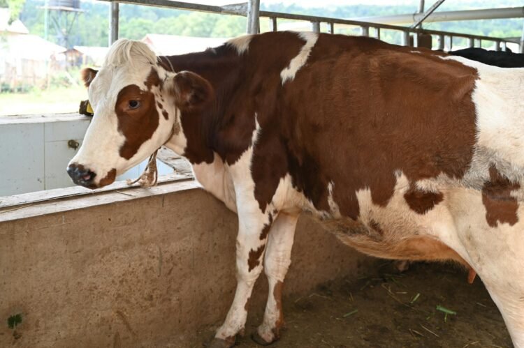Sapi kurban murah dengan kualitas prima siap dijual untuk lebaran, lengkap dengan sertifikat halal
