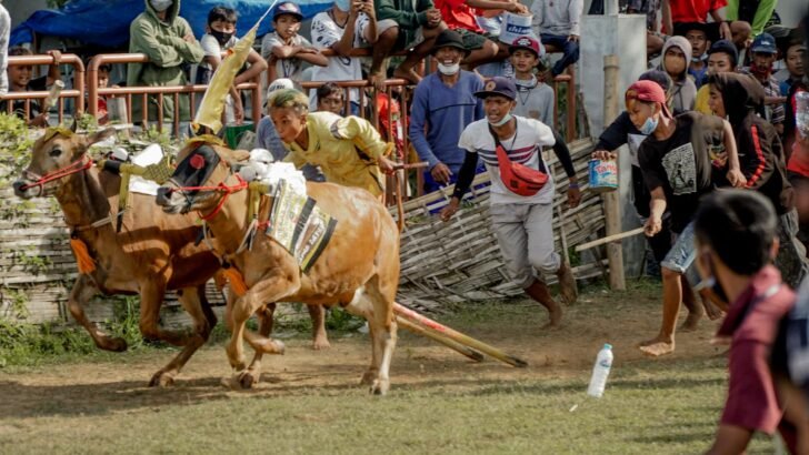 Sapi kurban bersih siap disembelih di Idul Adha, melambangkan pengorbanan dan keberkahan
