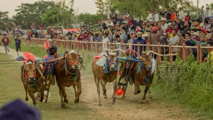 Patungan sapi kurban bersama warga, menyiapkan hewan kurban untuk ibadah Idul Adha.