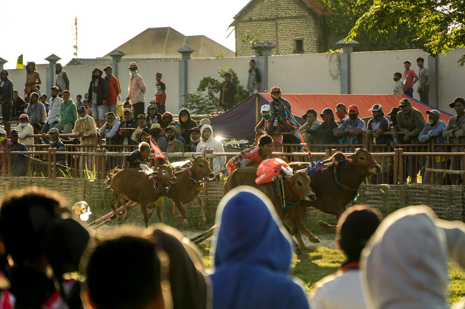 Patungan komunitas membeli sapi kurban, menyiapkan ibadah kurban bersama dengan penuh kebersamaan.